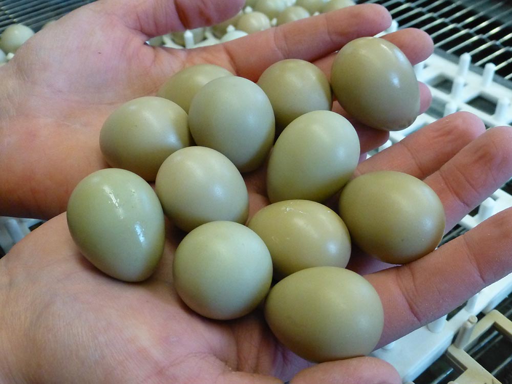 Details about    Philby Rock Partridge Hatching Eggs PER EGG Pre Sale 